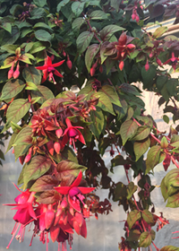 Fuchsia austromontana 'Autumnale'